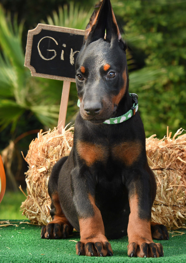 Aria Dobermans Female 1 G-Litter