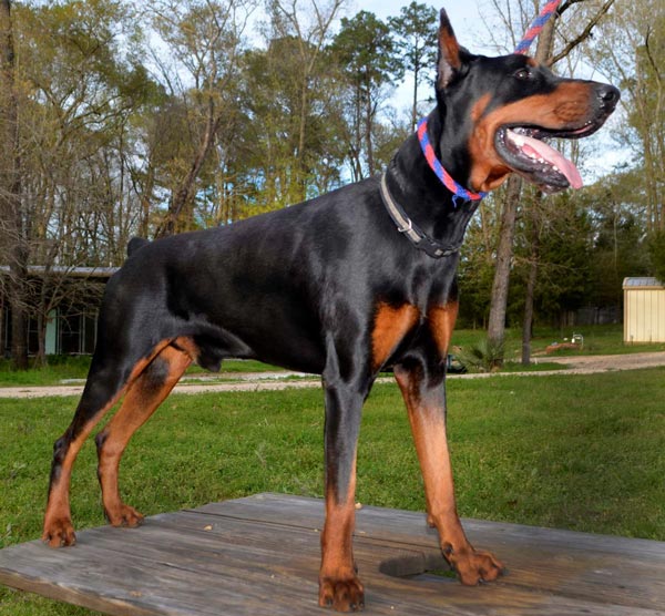 Aria Dobermans Zeus